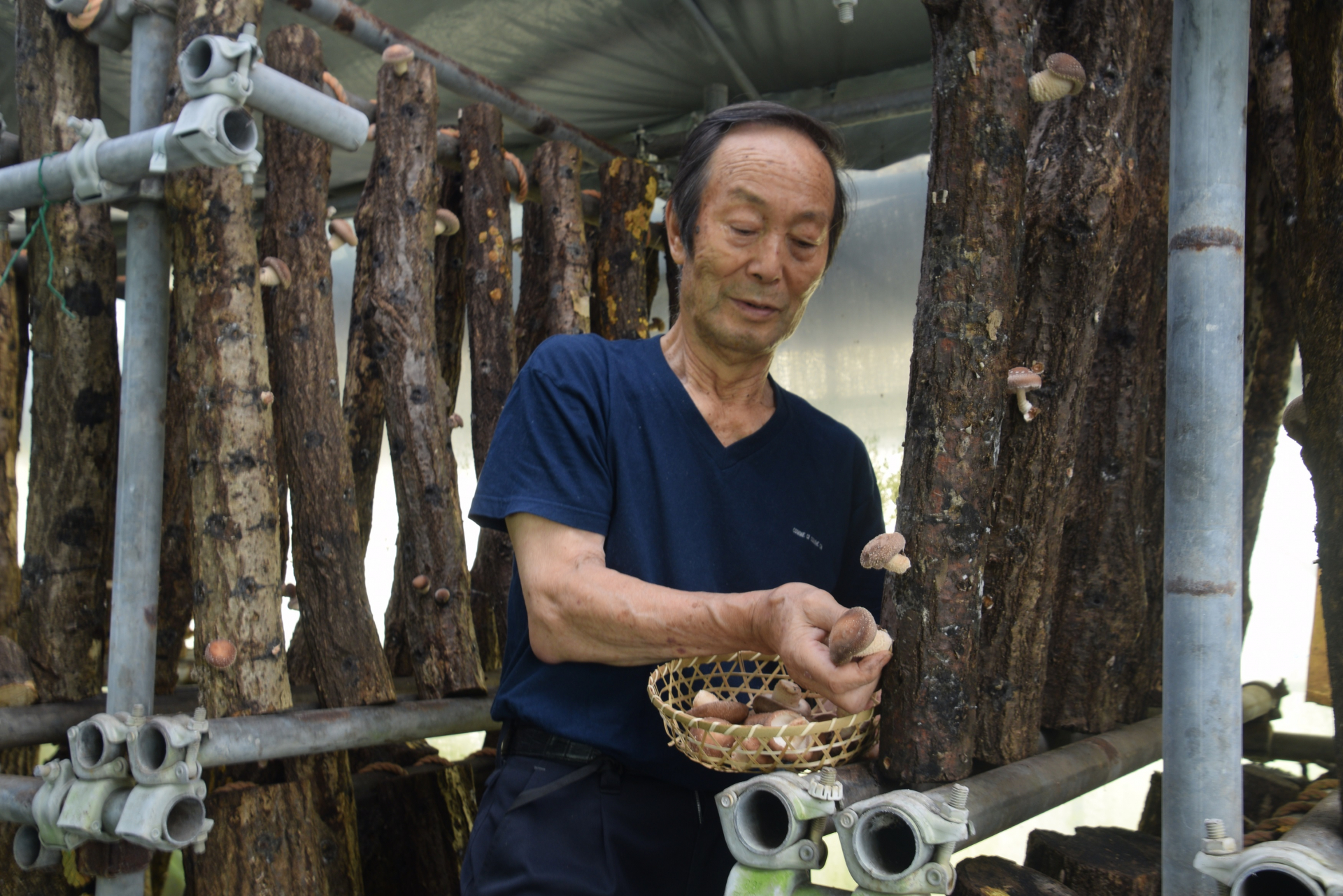 小田原の山
